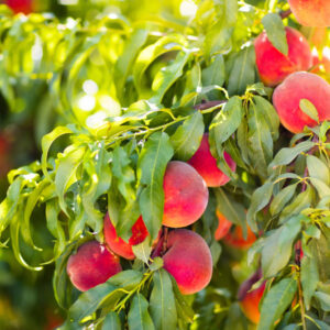 broskovová marmeláda