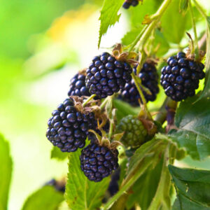 ostružinová marmeláda