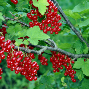 rybízová marmeláda