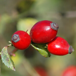 Šípková marmeláda