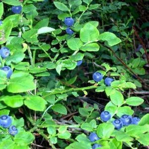 borůvková marmeláda