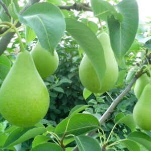 hrušková marmeláda