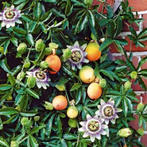 maracujová marmeláda