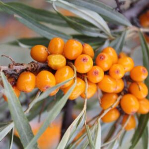 rakytníková marmeláda