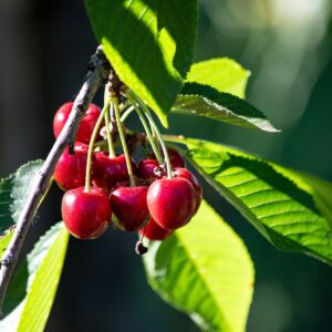 višňová marmeláda