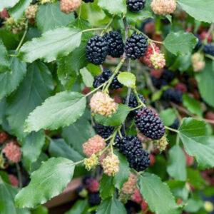 marmeláda Černá moruše