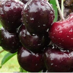 třešňová marmeláda