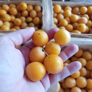marmeláda špendlík – žluté špendlíky